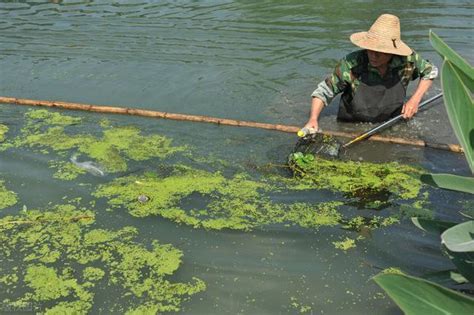 池塘養魚